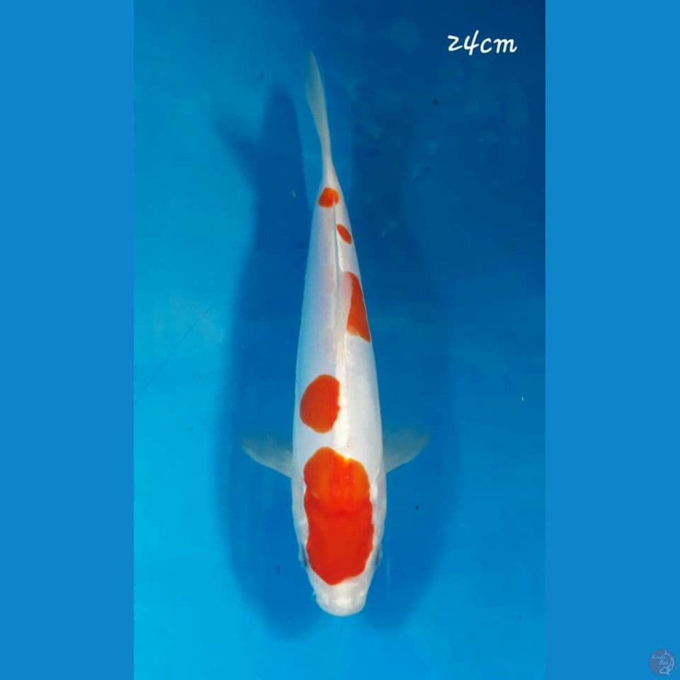Kikushui 24cm