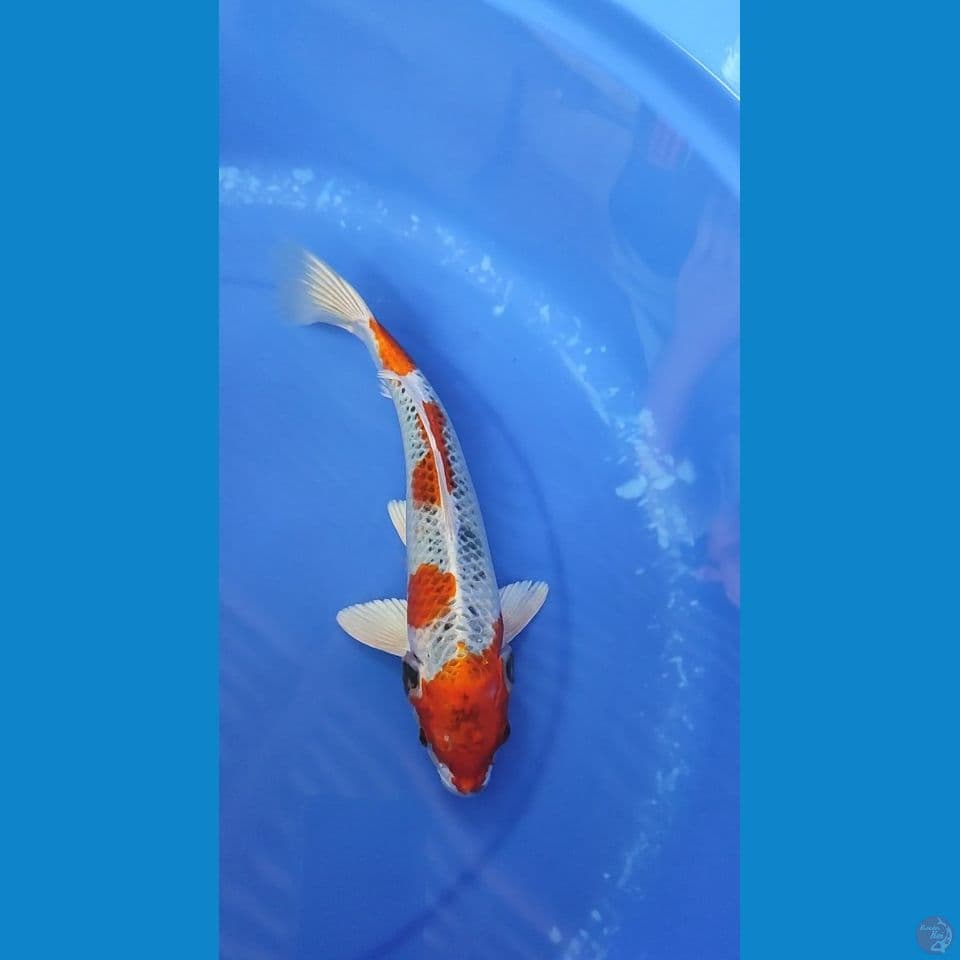 Kujaku 28 cm 