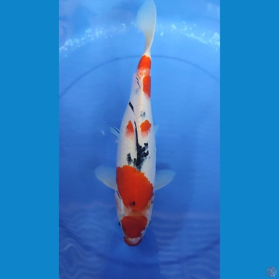 Maruten Sanke josss 34 cm FM