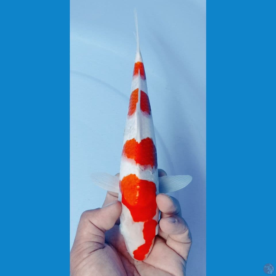 IRON DOME 4S (30CM)