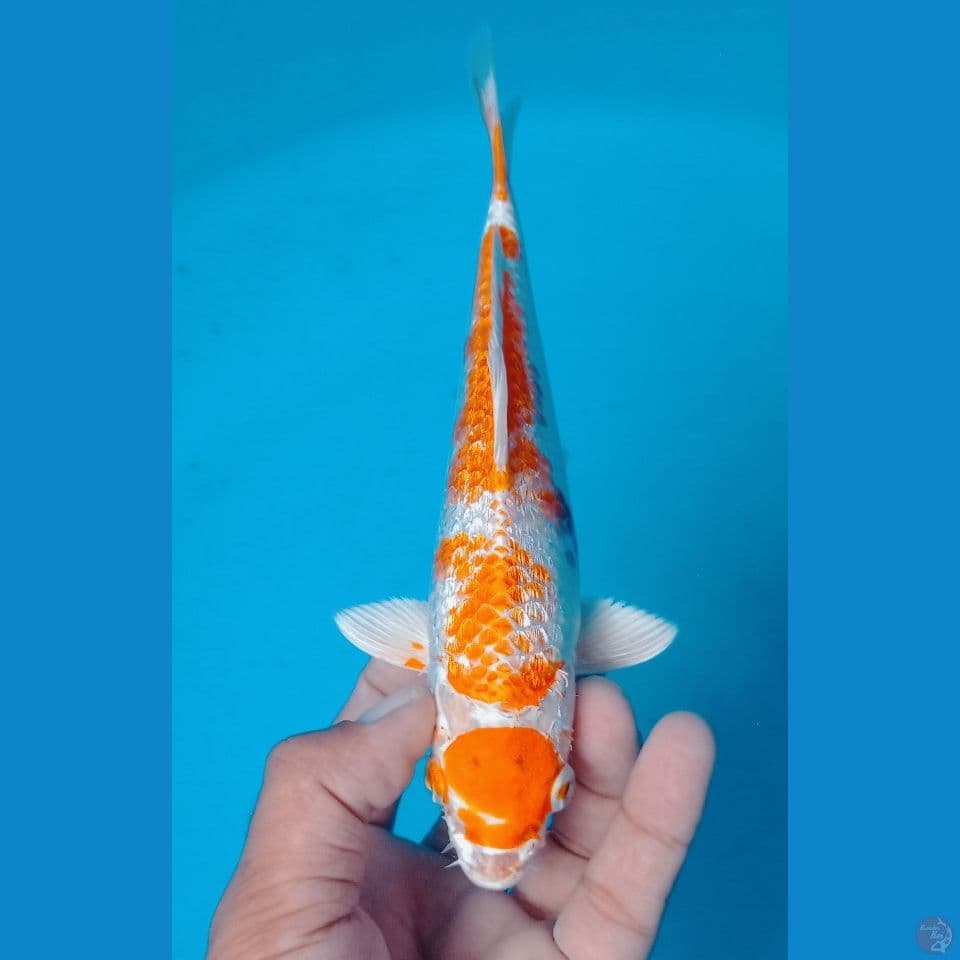 FULL GINRIN (25CM)