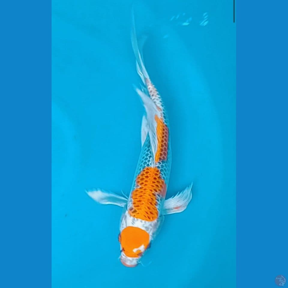 SELLENDANG KUNING (37CM)