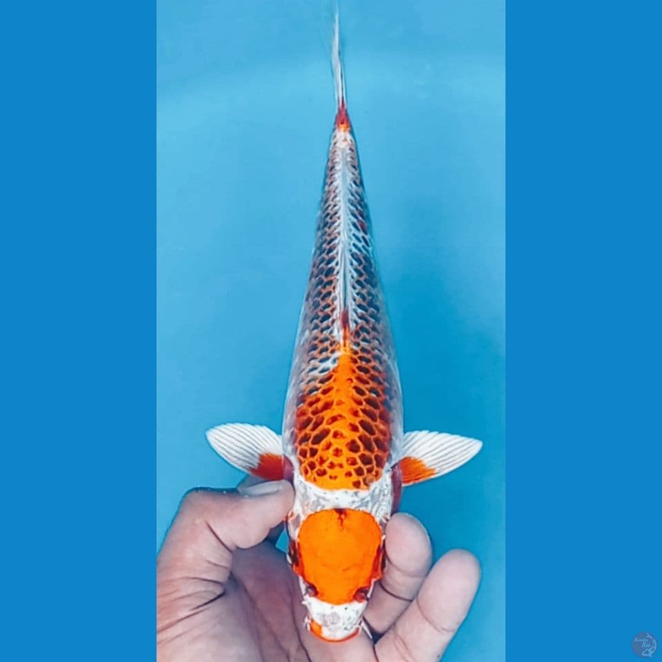 KANOKO,MARUTEN,MOTO AKA,KUJAKU(28CM) 