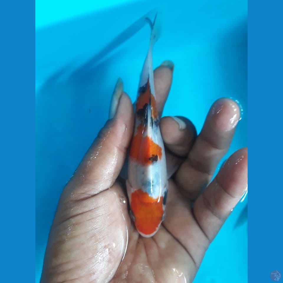 sanke 14cm