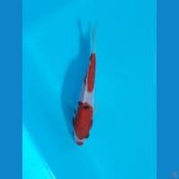 sanke 14cm 