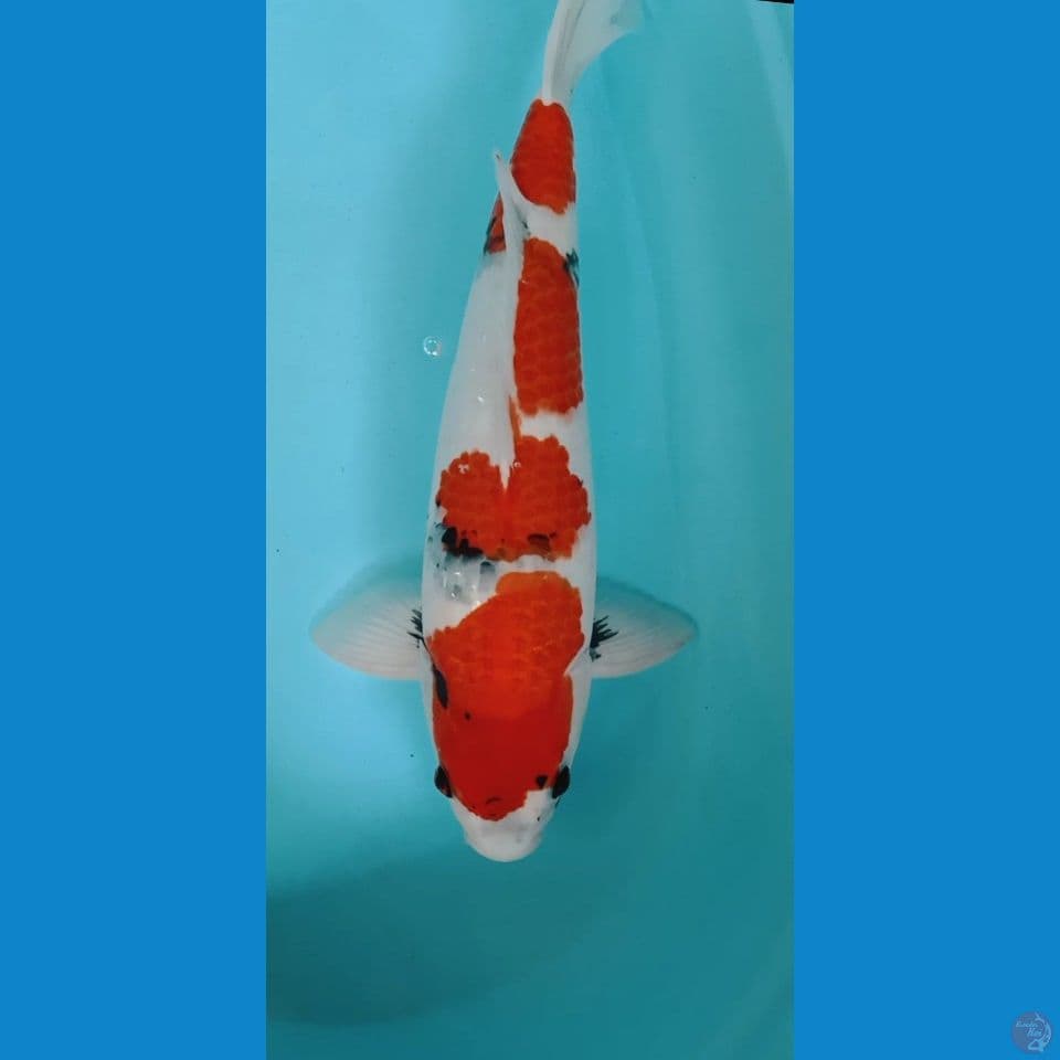 SHOWA TATEGOI HQ MALE 46CM