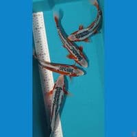 SHUSUI HQ 4ekor  25-29CM