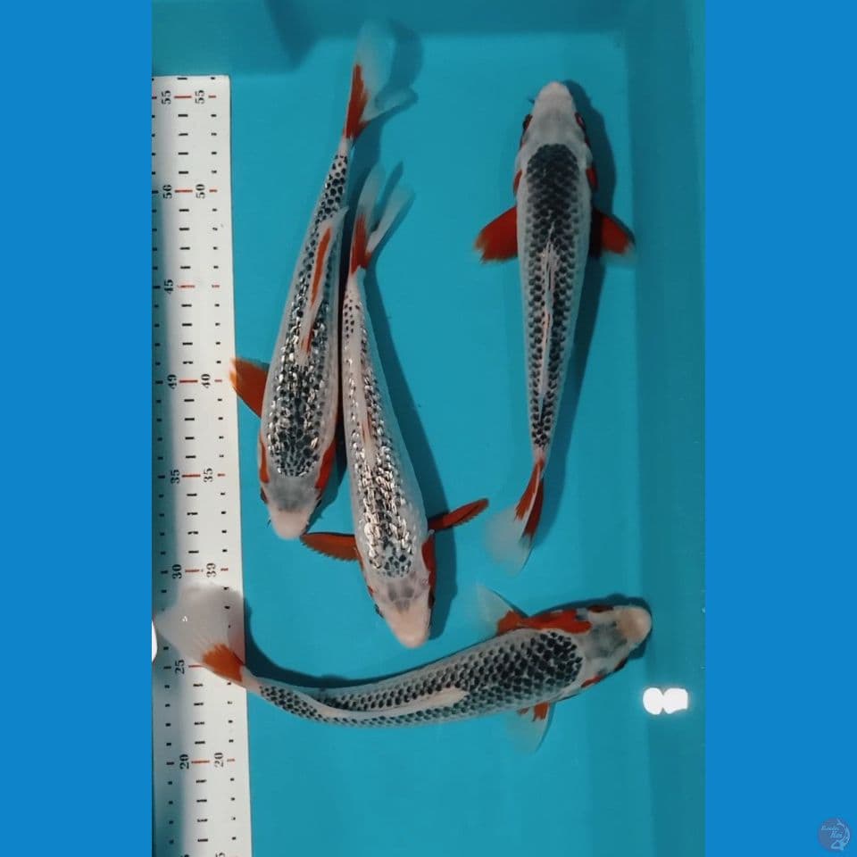 ASAGI SISIK/GINRIN 4ekor 25-27CM