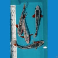 ASAGI SISIK/GINRIN 4ekor 25-27CM