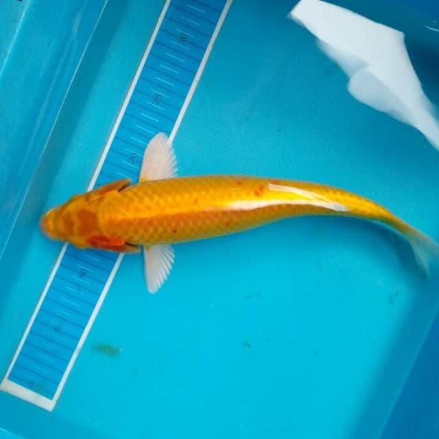 Yamabuki ogon