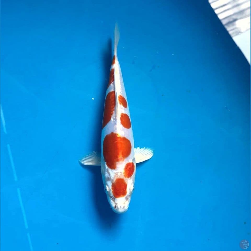kikushui 22cm