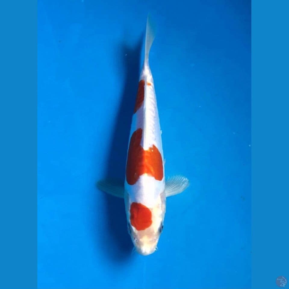kikushui 23cm
