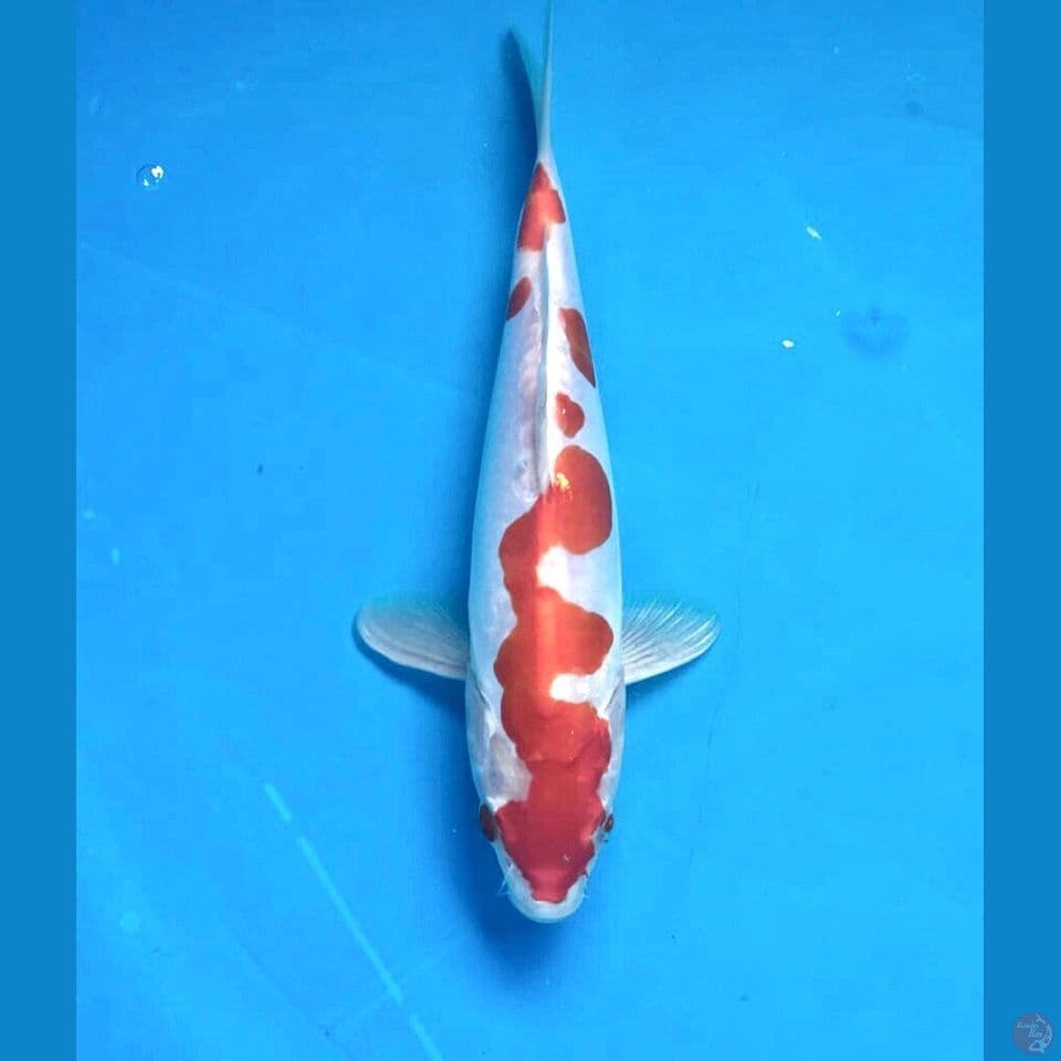 kikushui 23cm