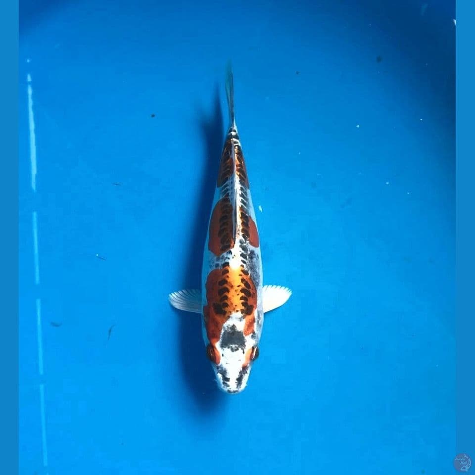 kiko 21cm