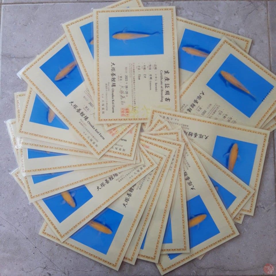 PAKET 5EKOR RANDOM OTSUKA KARASHI SERTIFIKAT 