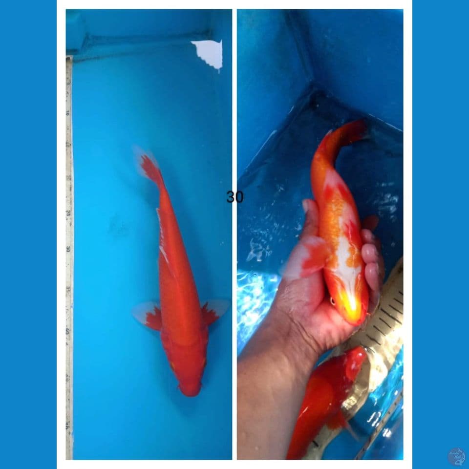 akahajiro 30cm