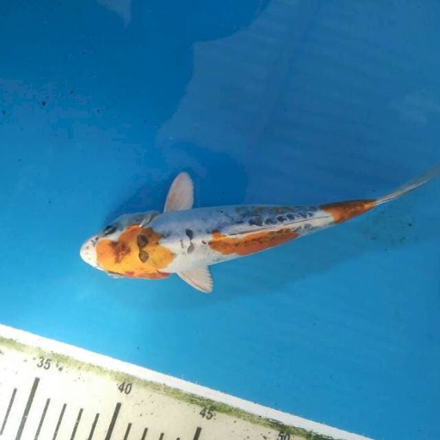Kinkikotyu