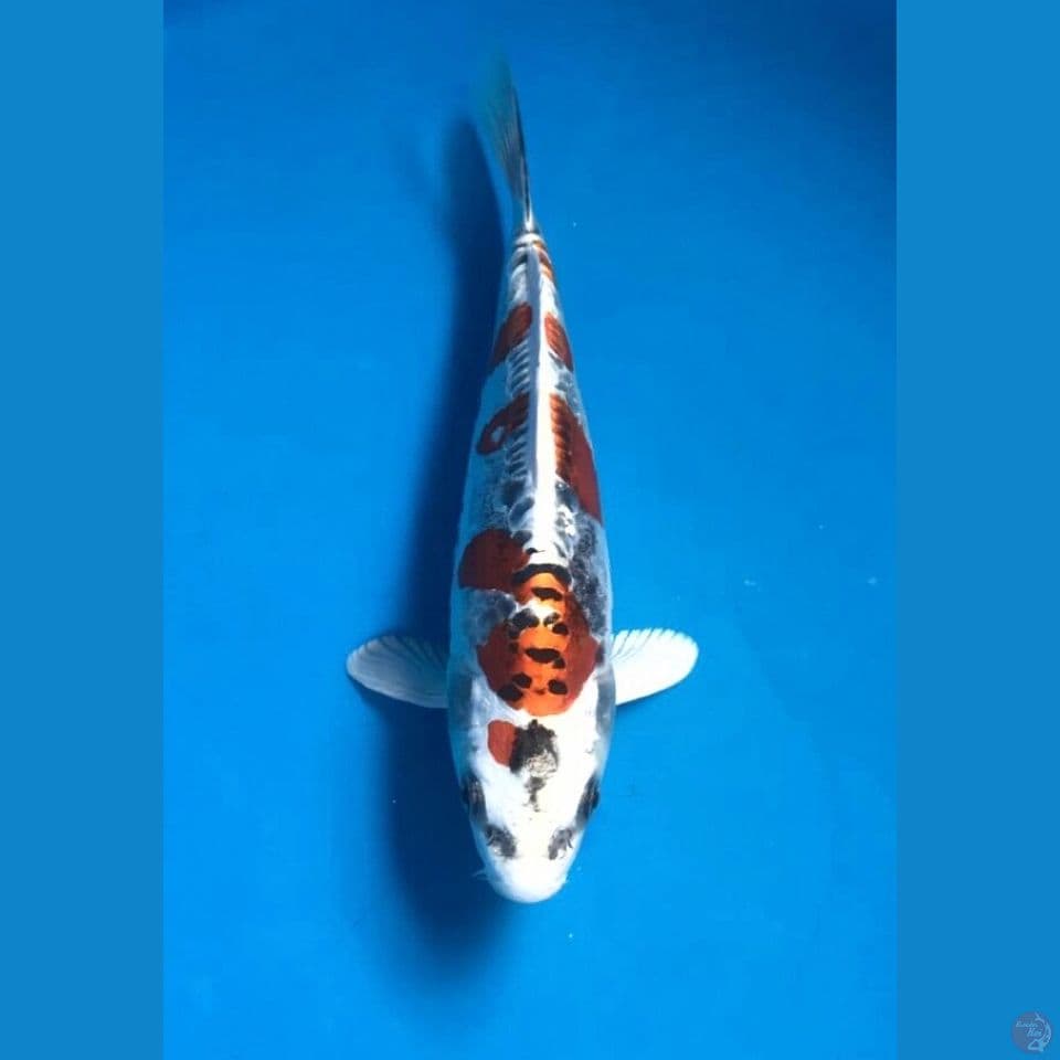 kiko 21cm