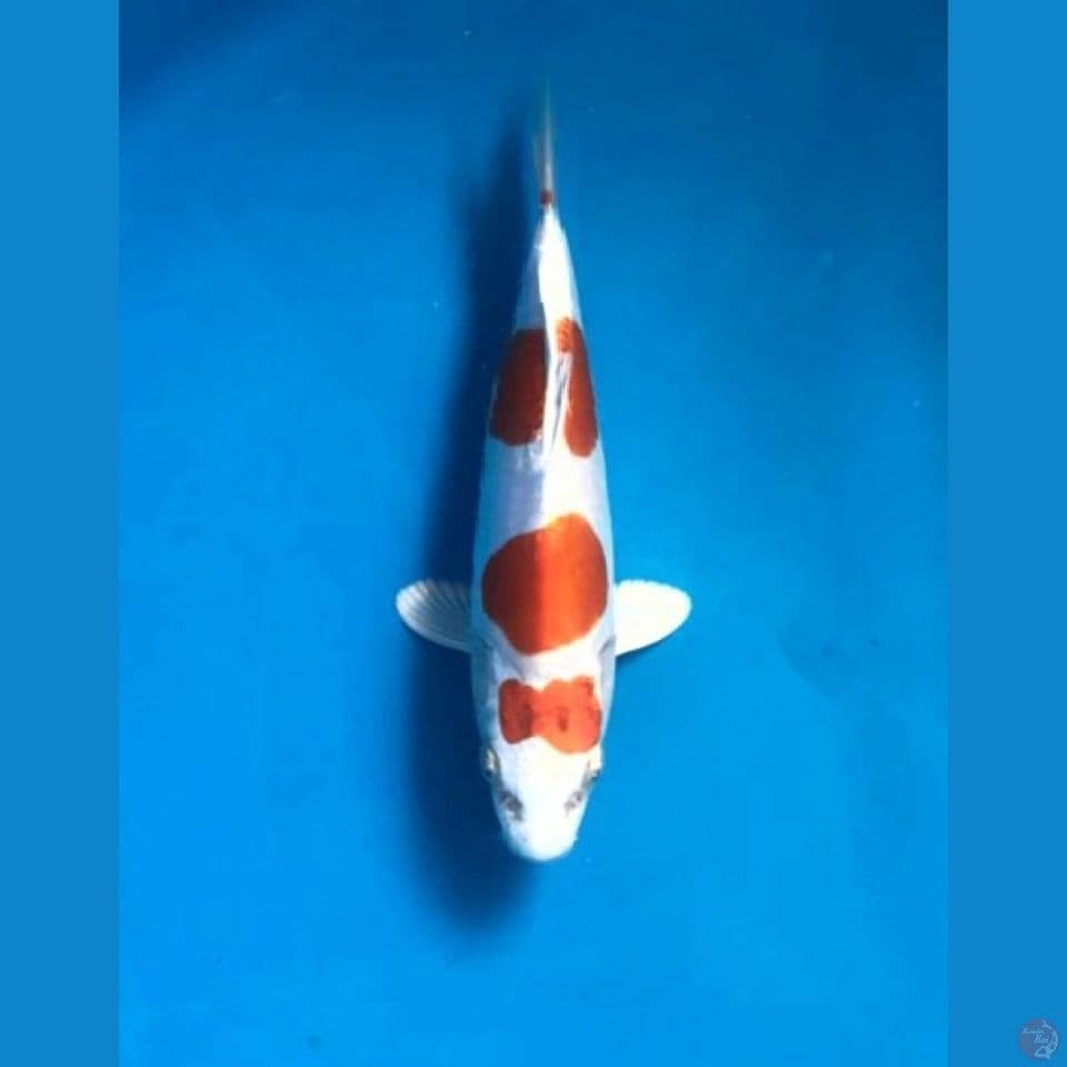 kikushui 20cm