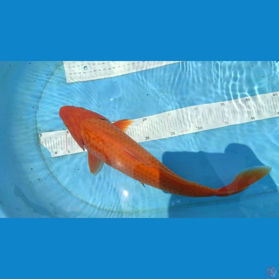 red 40cm