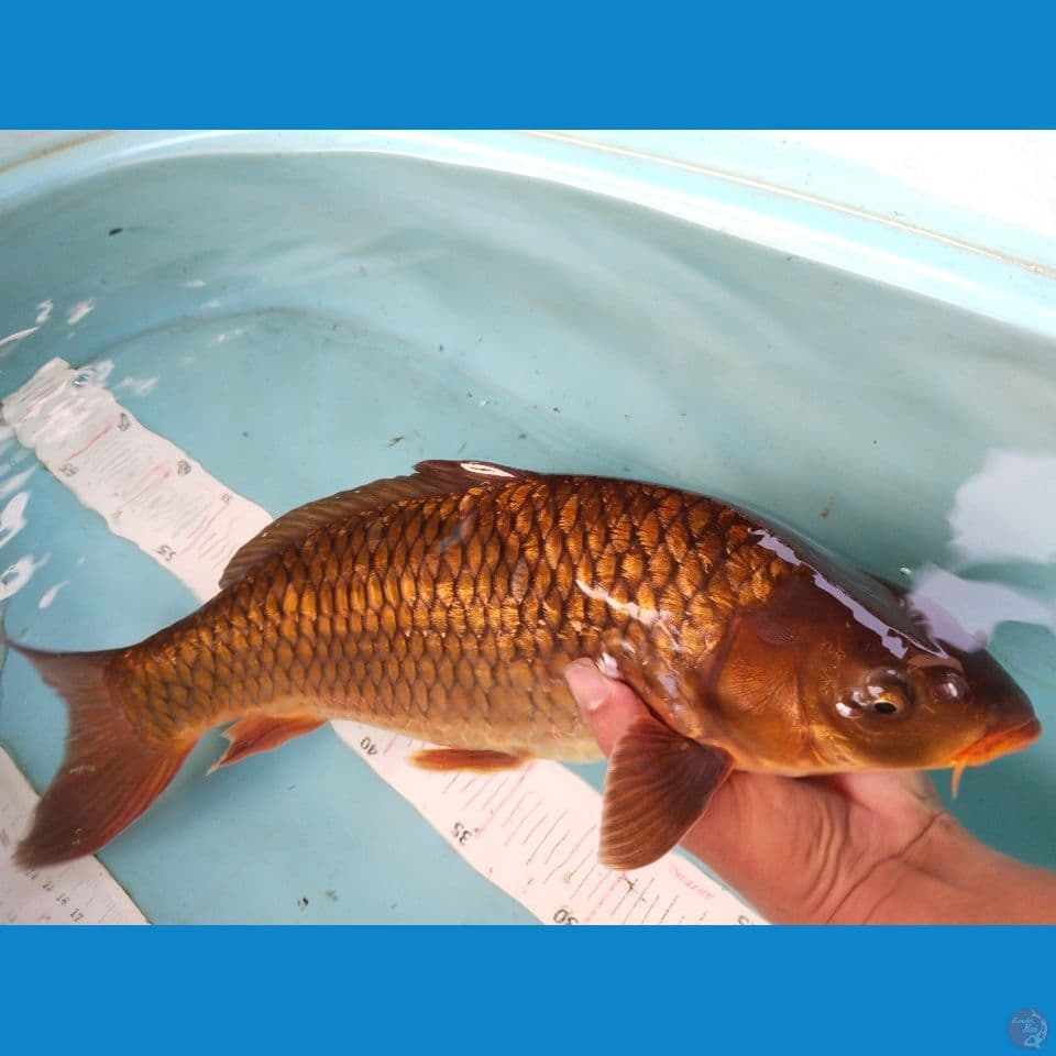 cha 40cm