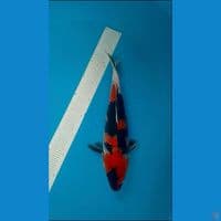 HQ- SHOWA Berpunuk 34cm Fm