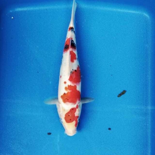 sanke red 25 cm