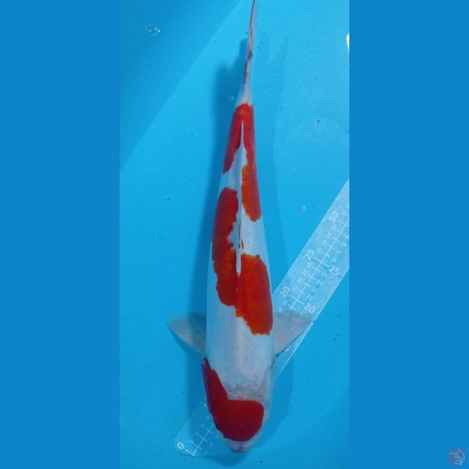 DOITSU 47CM