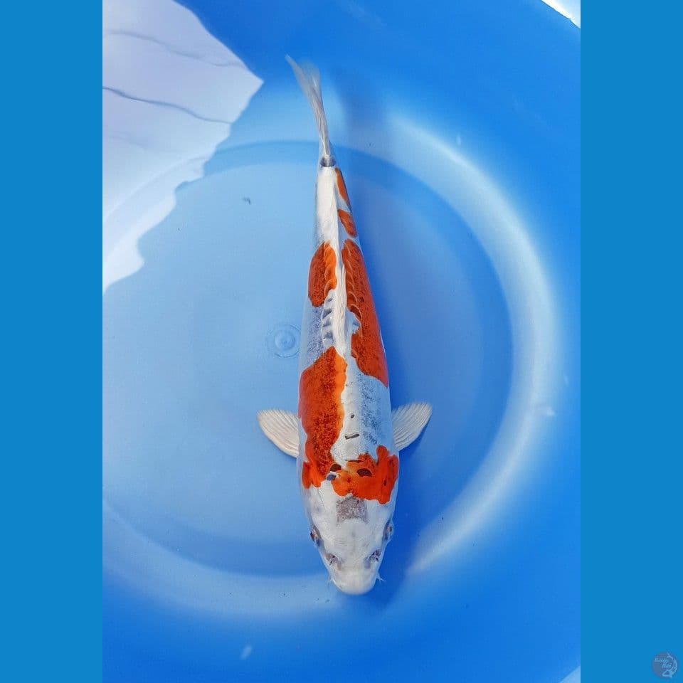 Beni kiko 26cm