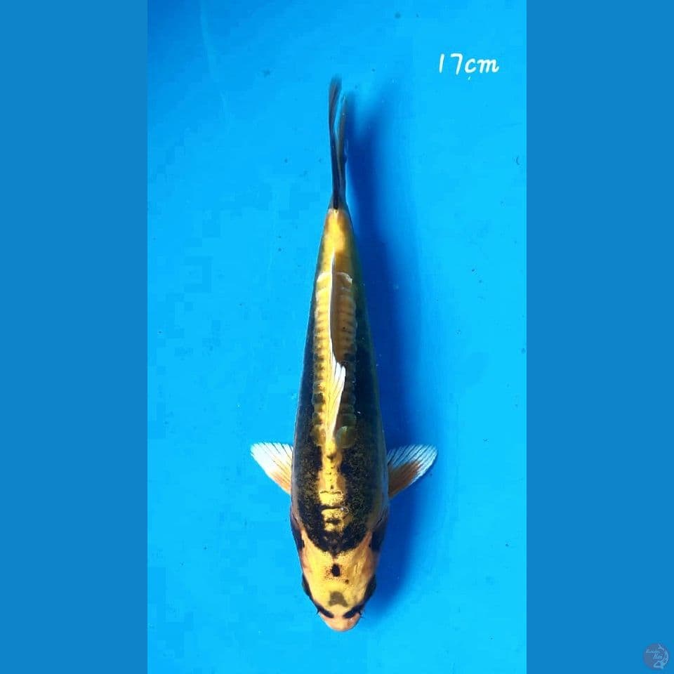 Kikokuryu 17cm