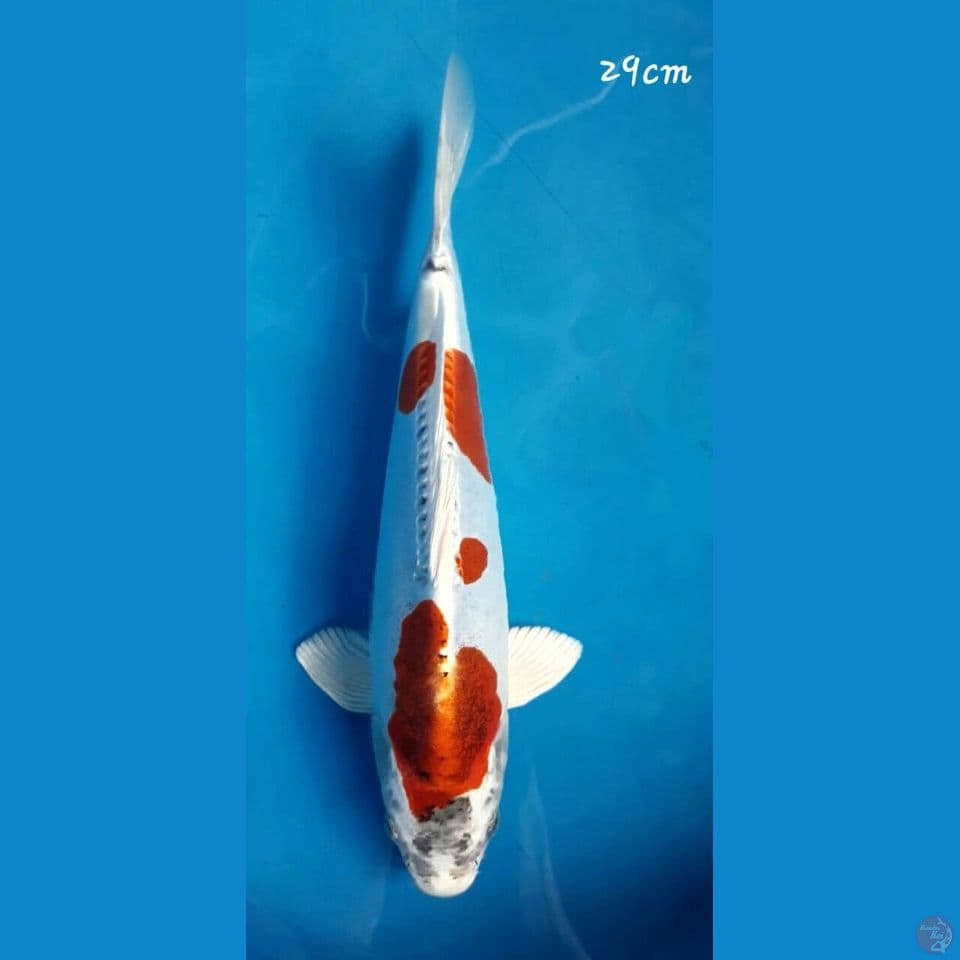Kikokuryu 29cm