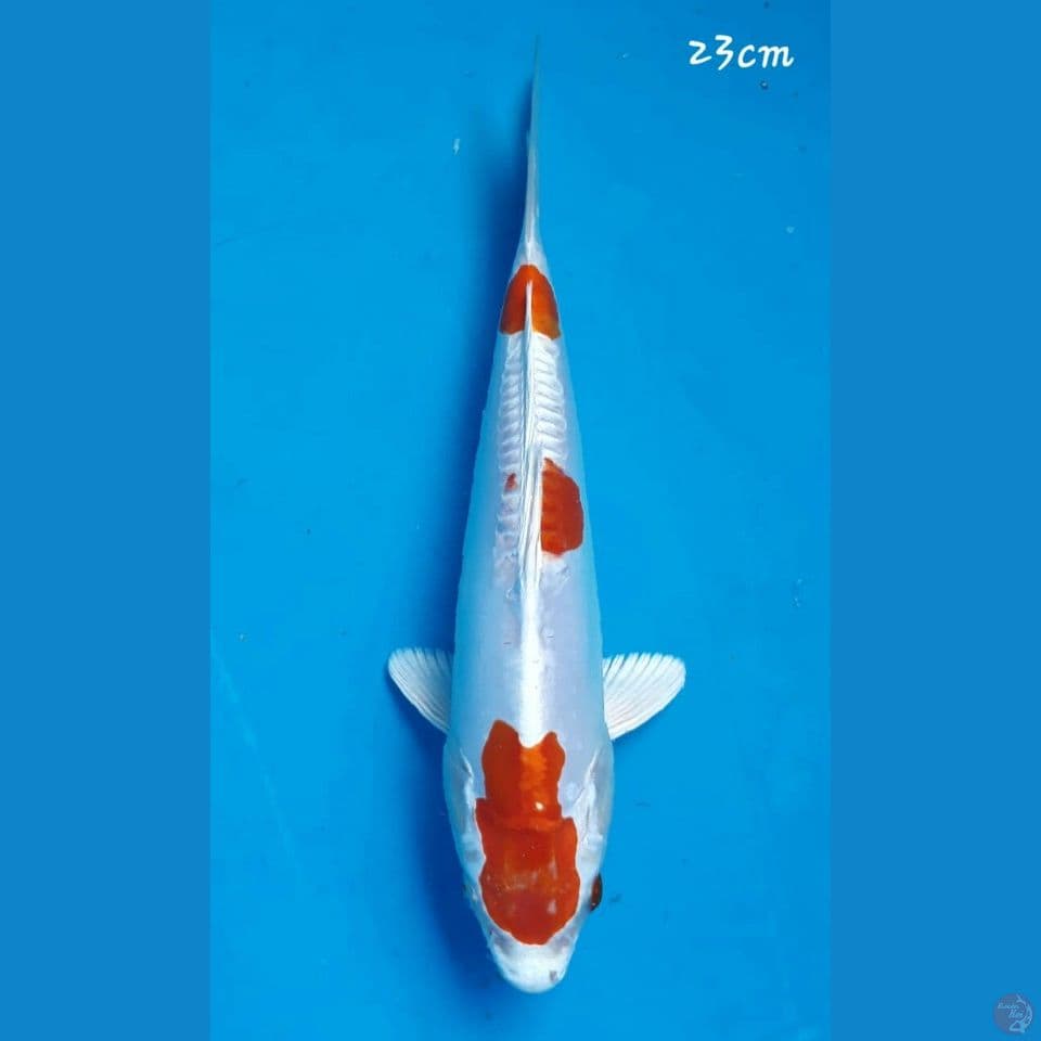 Kikushui 23cm 