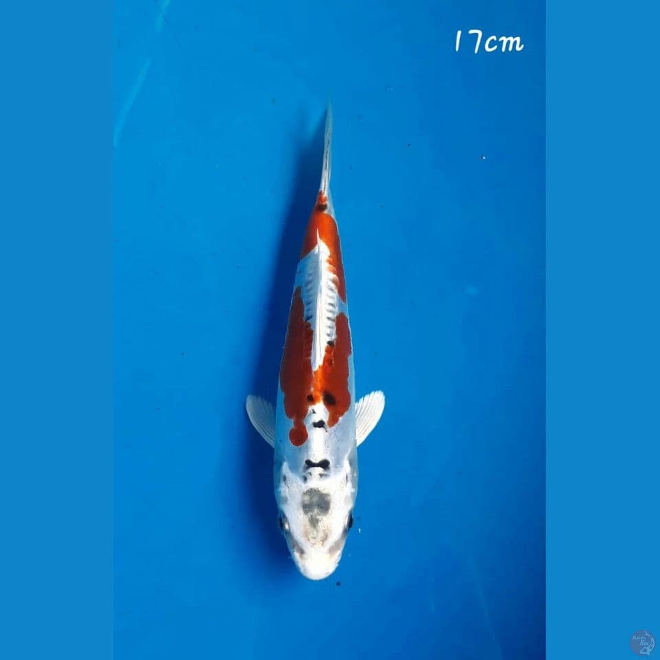 Kikokuryu 17cm