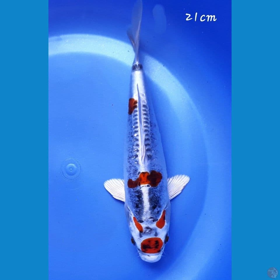 Kikokuryu 23cm