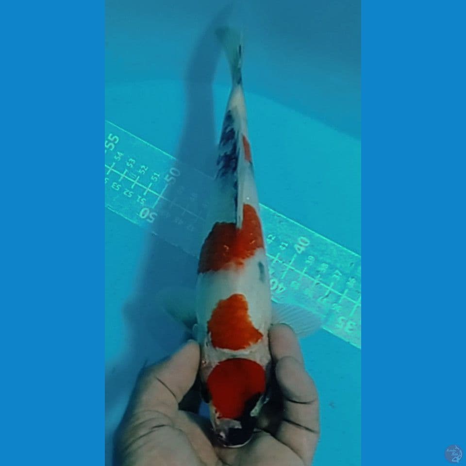 KINDAI SHOWA 29CM