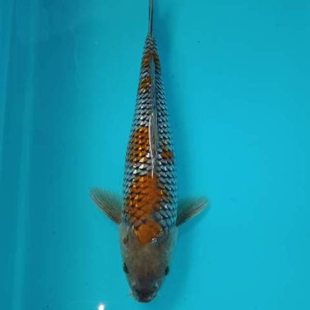 Ochiba 31 cm 