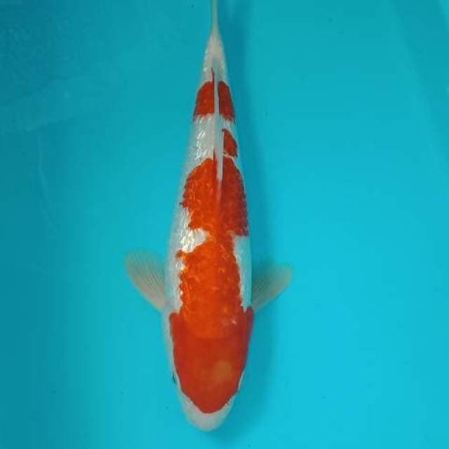 Kohaku ginrin 29 cm