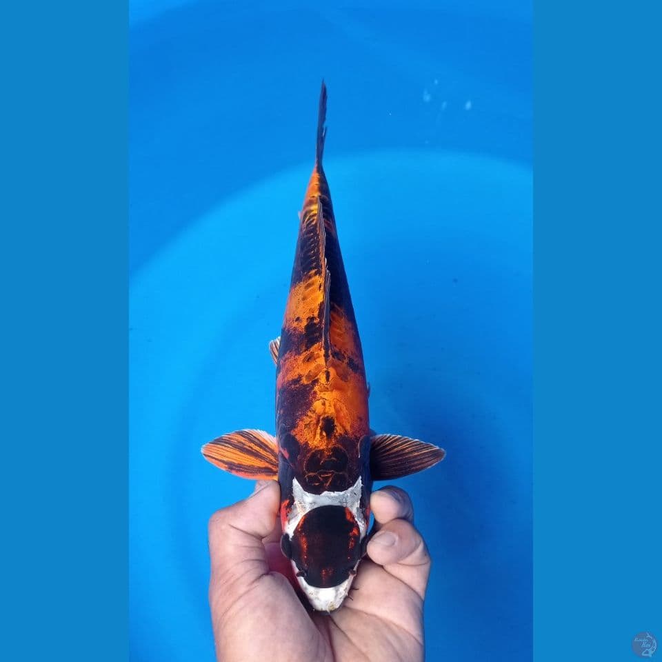 KAWARIMONO DOIT 35CM