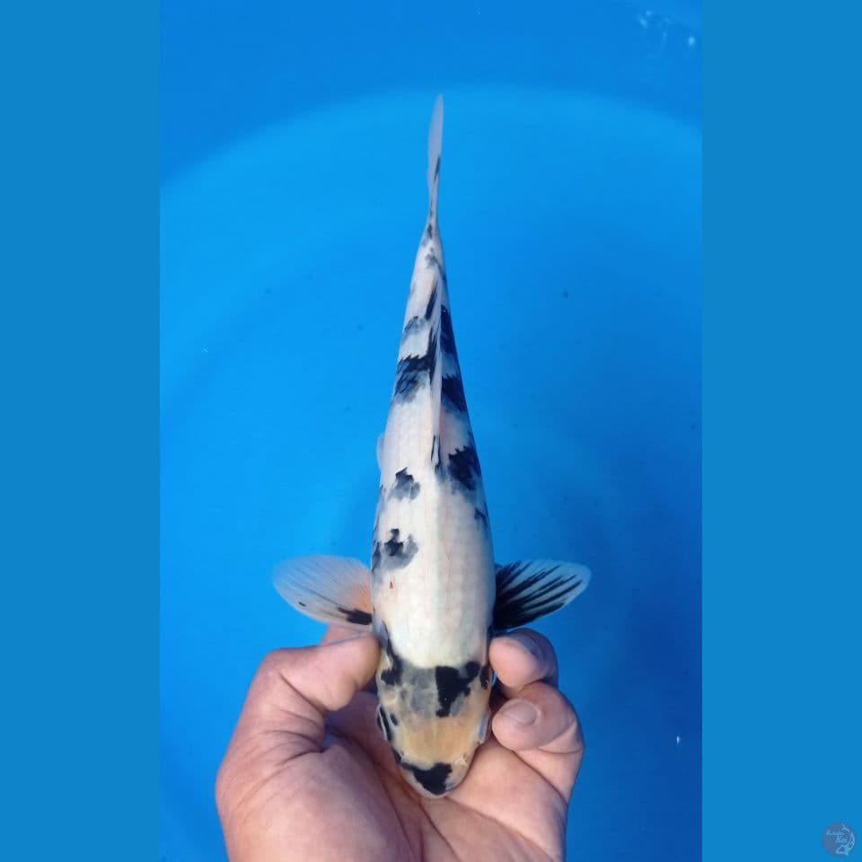 SHIRO 30CM