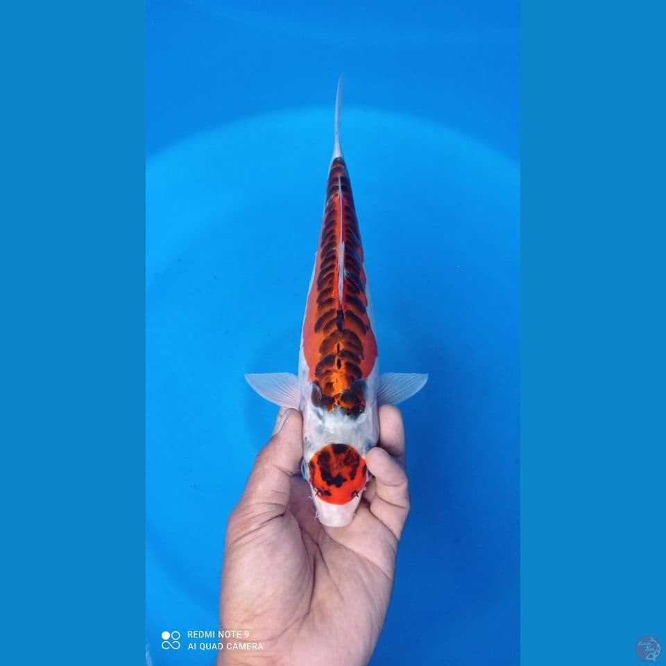 KUJAKUDO 33CM
