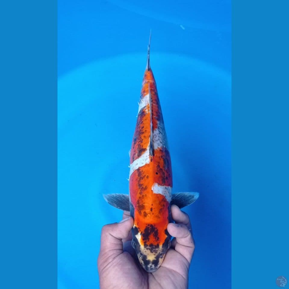 BLEDEK 36CM
