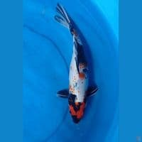 Showa Kanoko 36 cm 