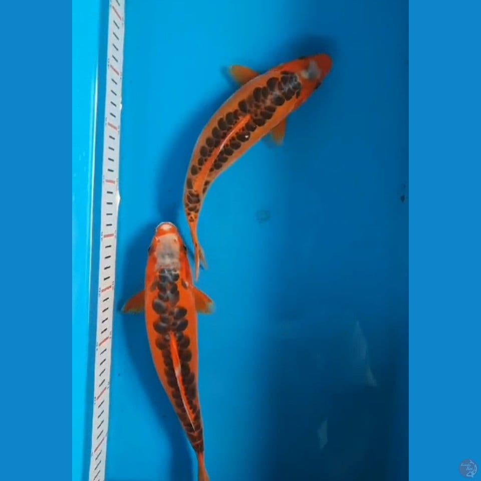 shusui 26-27cm