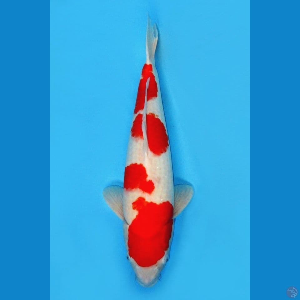 SAKAI KOHAKU JUMBO 55BU SUSPECT MALE