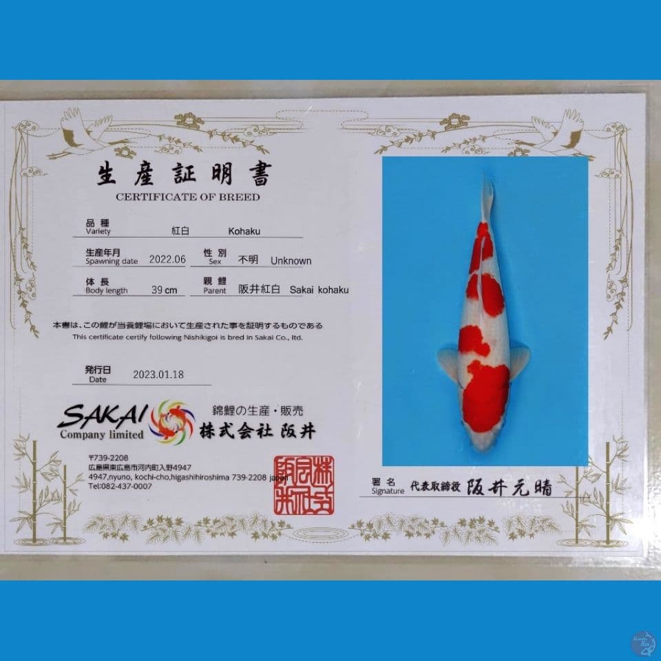 SAKAI KOHAKU JUMBO 55BU SUSPECT MALE