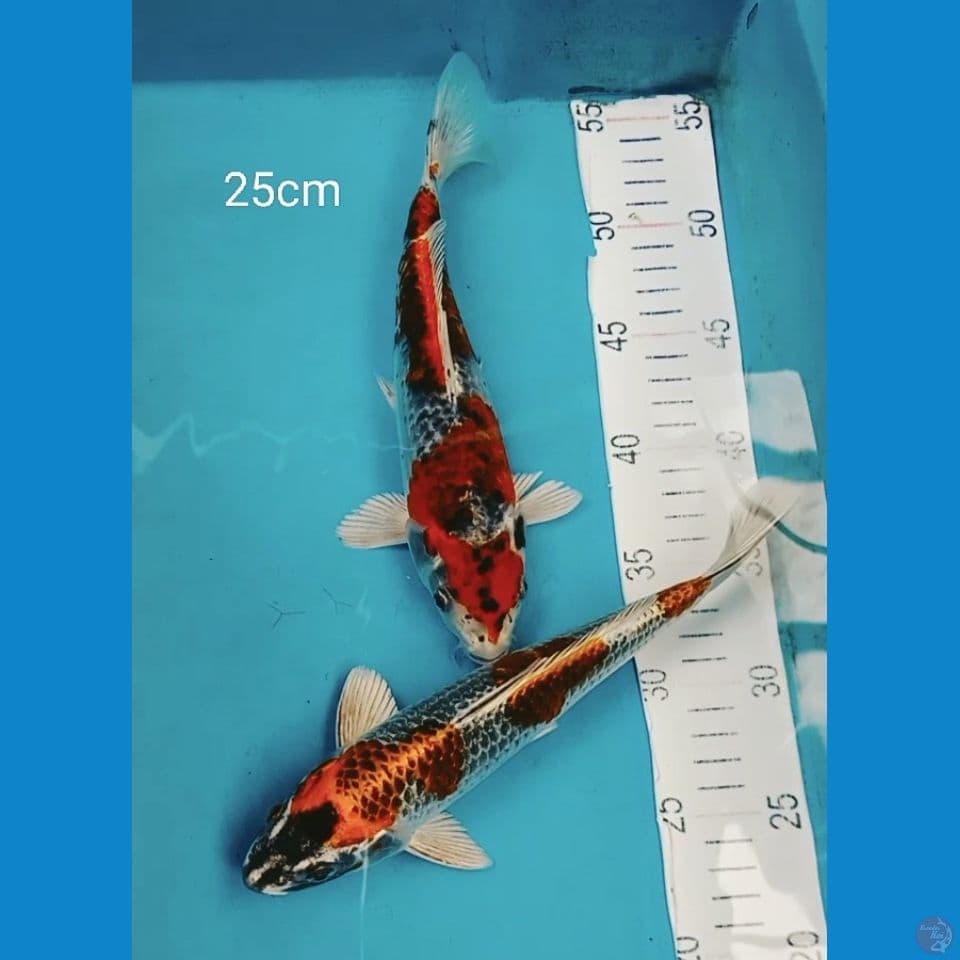 Kujaku 25cm