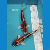 Kujaku 25cm
