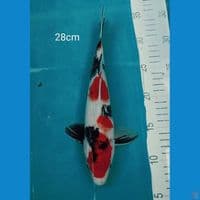 Showa 28cm