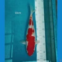 Kohaku 33cm