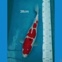 Sanke 38cm